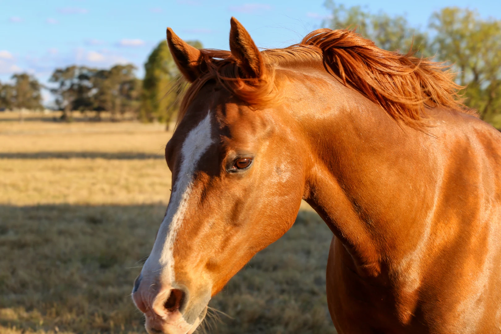 Back to Country Equine Assisted Learning Bodie