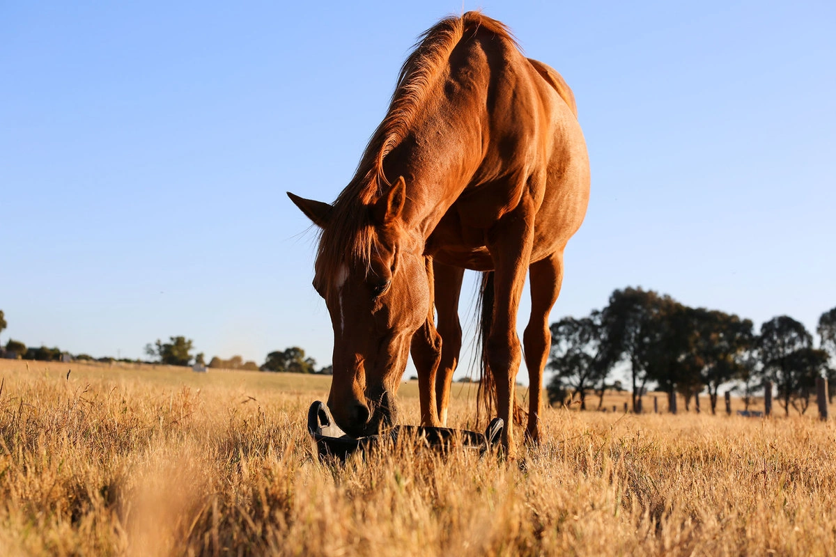 Back to Country Equine Assisted Learning Mietta