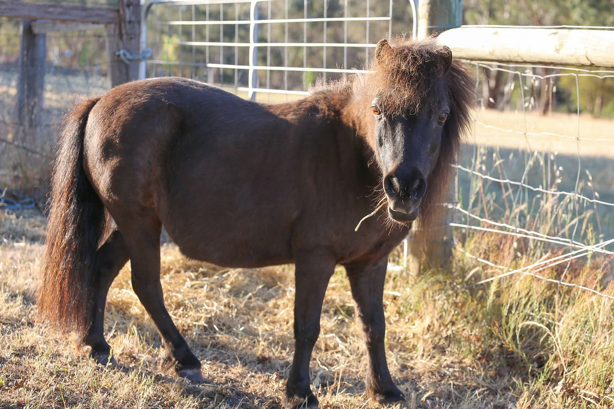 Back to Country Equine Assisted Learning Sophie